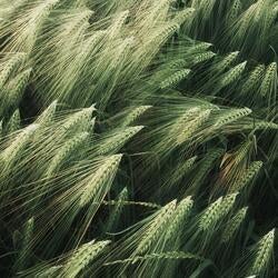 background picture of grass