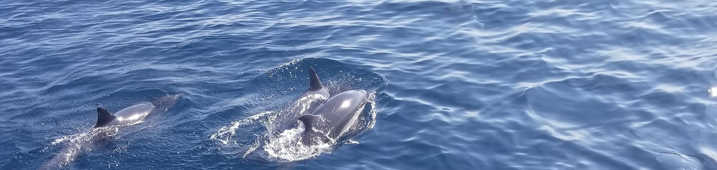 photo of dolphins swimming at ocean surface