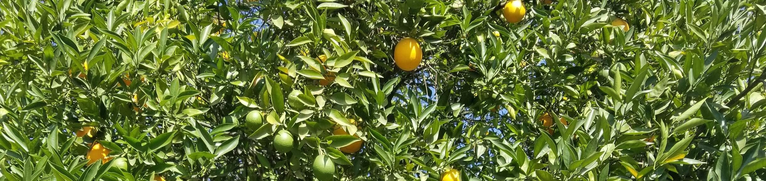 Orange tree with oranges