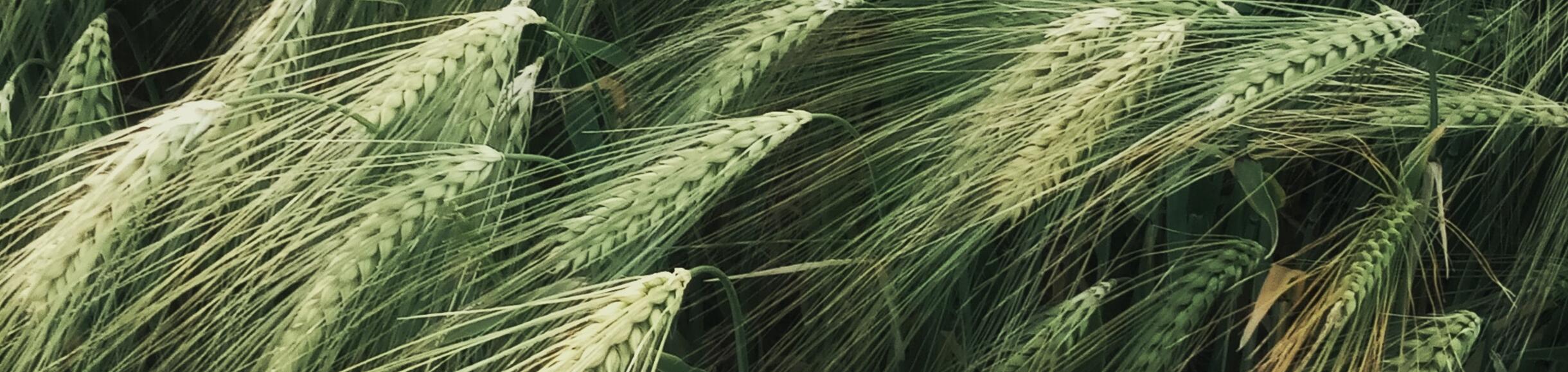 Picture of green wheat field