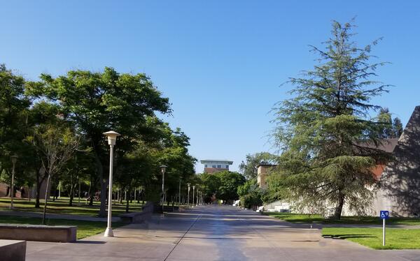 Campus walkway with trees