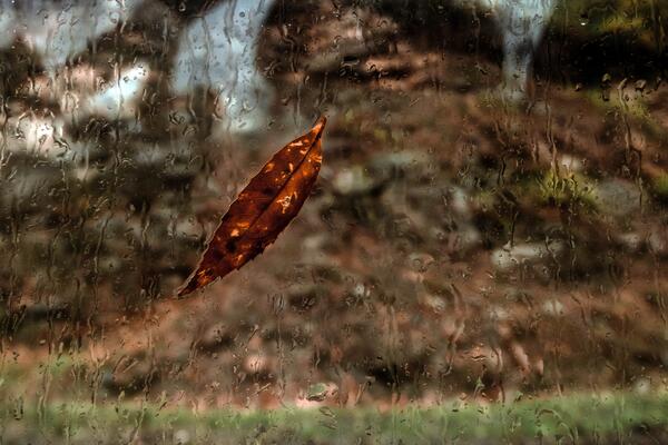 Brown Leaf on Glass