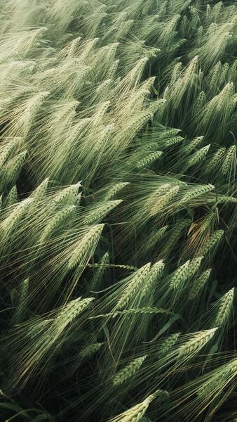 Picture of green wheat field